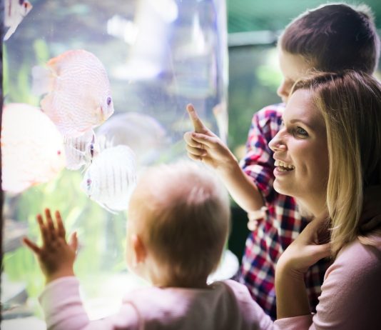 Az 5 százalékos áfa is visszaigényelhető lesz csok mellett