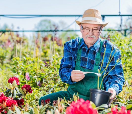Újra munkába álltak a nyugdíjasok