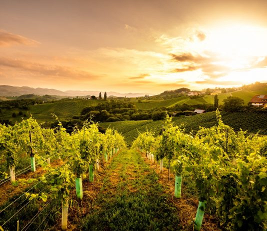A mezőgazdászok és erdészek szabadon mehetnek Szlovéniába