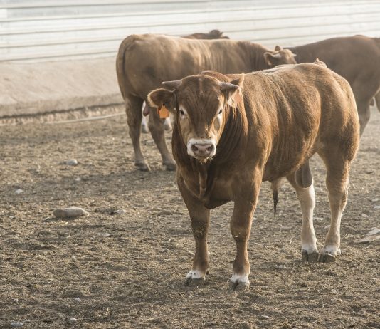 Bika ölte meg az alkalmazottját – felfüggesztett fogházra ítélték egy állattartó telep tulajdonosát