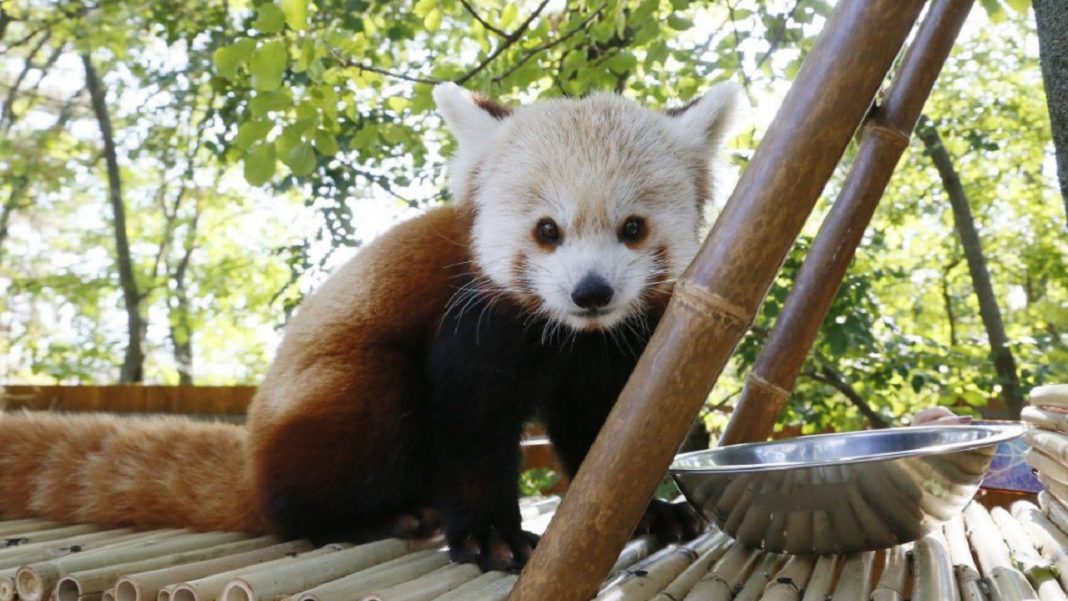 Új igazgatót keresnek a Pécsi Állatkert élére