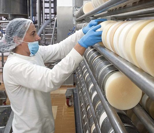 Zalaegerszegen üzemet zár be, Veszprémben fejleszt a Medvesajt gyártója – 83 dolgozót érint a döntés