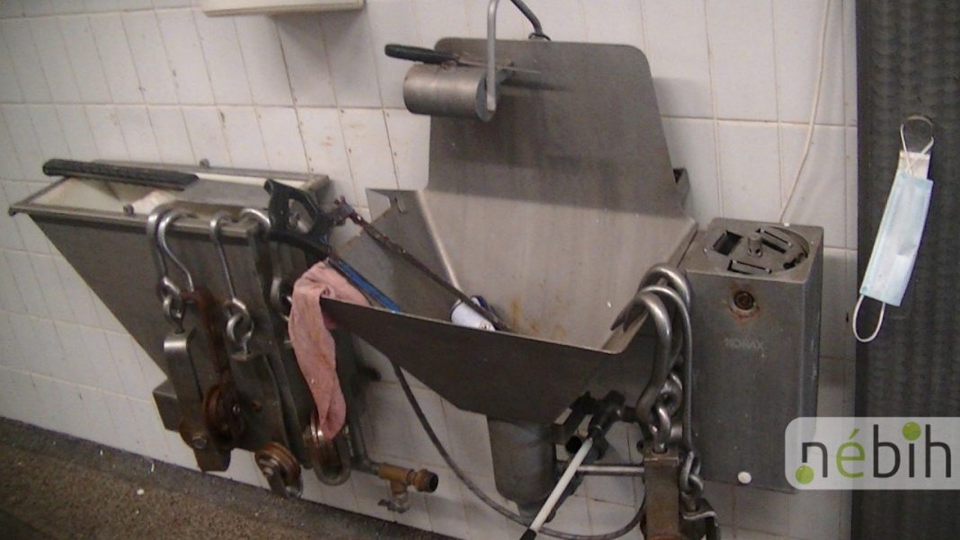 Kosz a vágóhídon – újabb üzem, ami elvérzett az ellenőrzésen Nébih - vágóhíd