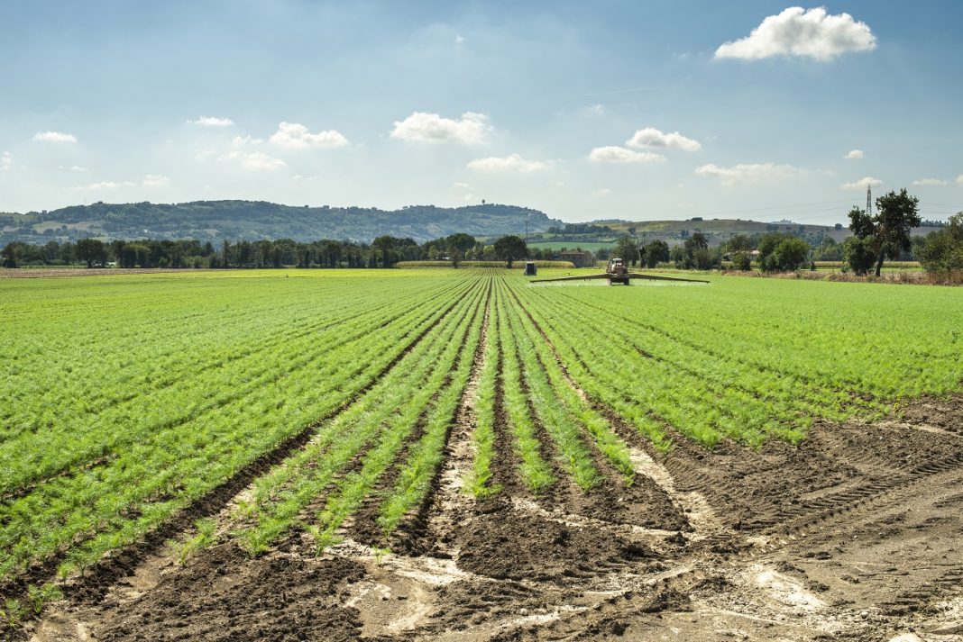 Pályázati határidő kistermelőknek Fennel young plants in rows. Agriculture land with small fennel