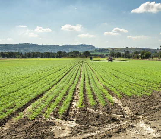 Pályázati határidő kistermelőknek Fennel young plants in rows. Agriculture land with small fennel