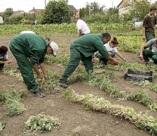 Mától igényelhetik a közfoglalkoztatottak a havi 45 ezer forintos elhelyezkedési juttatást idénymunka