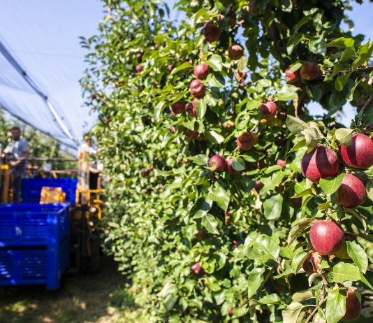 Ültetvényt telepítene, de nincs pénze ? Most pályázzon !