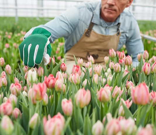 Negyedmillió kelet-európai vendégmunkás eshet el az oltástól és támogatásoktól Hollandiában