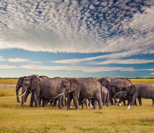Elefántok tízezreit veszélyeztetik az afrikai kőolajfeltárások