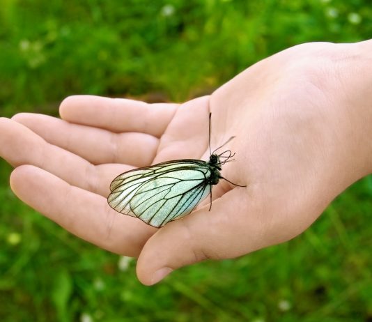 Vonzások és választások – a fenntartható fejlődés nyomában