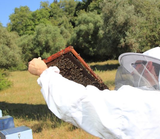 Milliárdos hasznot gyűjtögetnek össze a szorgalmas méhek