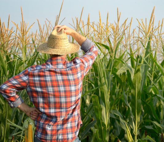 Kevés a napszámos – hatalmas a munkaerőhiány a mezőgazdaságban