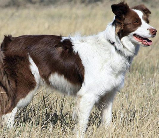 Nemcsak az emberek lehetnek tehetségesek, hanem a kutyák is border collie-munkakutya