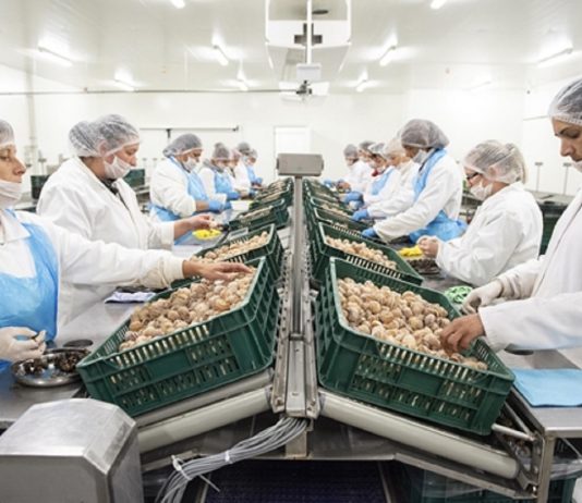 Bérükre várnak a csigagyár dolgozói Csigagyár