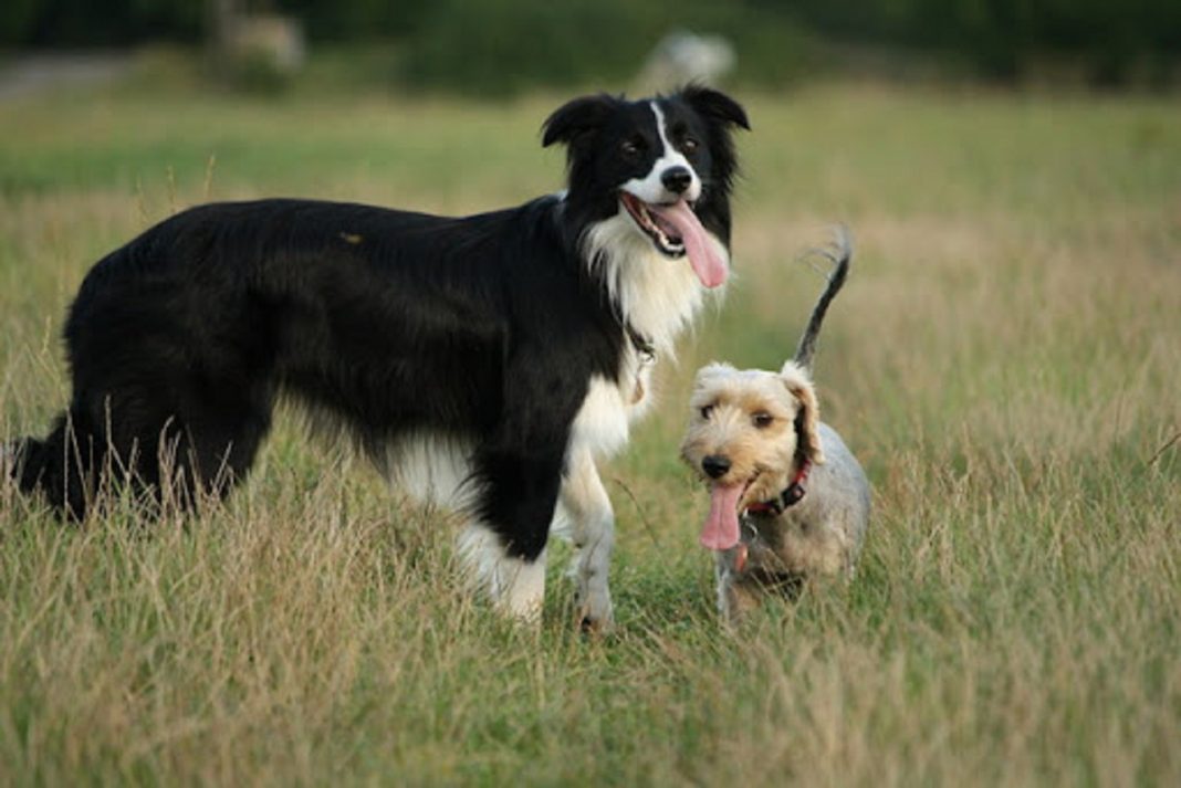 Tehetséges munkakutya – Olyan gyorsan tanul, mint egy 18 hónapos gyerek Border collie