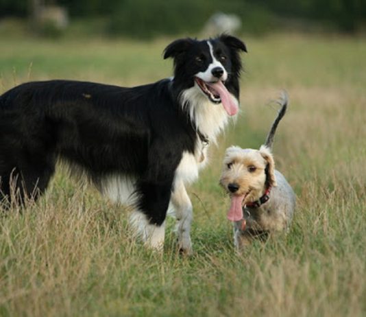 Tehetséges munkakutya – Olyan gyorsan tanul, mint egy 18 hónapos gyerek Border collie