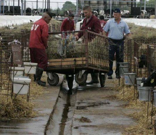 Munka közben szökött meg egy rab Pálhalma, szarvasmarhatelep