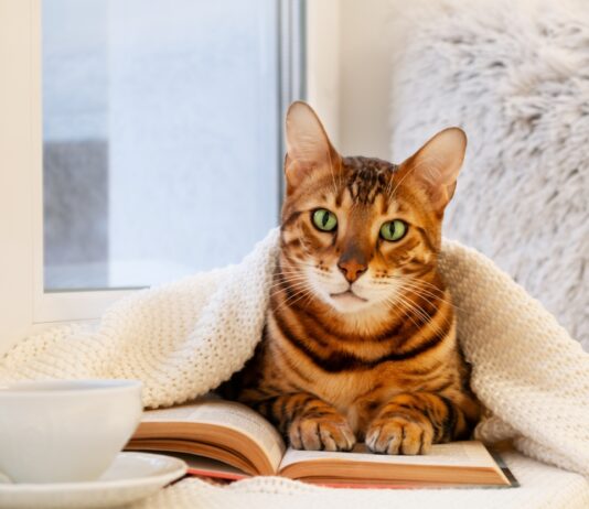 Könyvek, amik segíthetnek karriered egyengetésében konyv, karrier, motivacio, siker