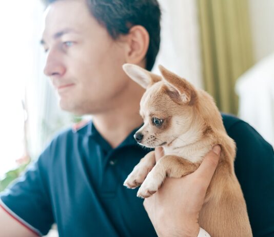 Kutyabarát iroda? Egy új világtrend nyomában Kutyabarát munkahely