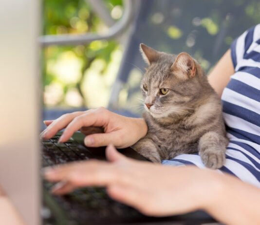 Home office: az online meetingek kalandjai home office, munkavallalo, munkaltato, online meeting