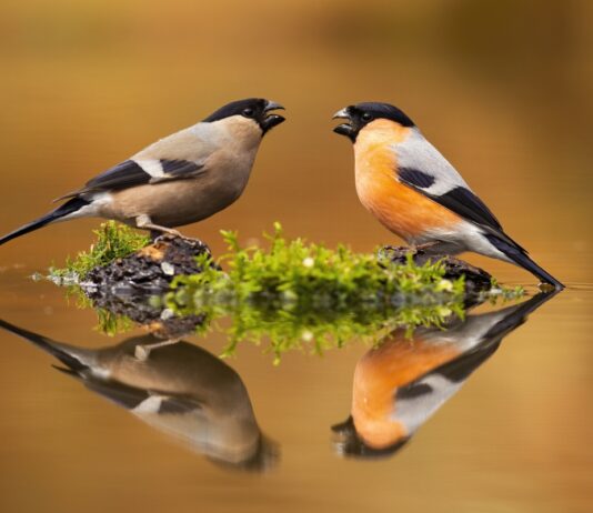 Karrier horoszkóp: A Skorpió ne hagyja, hogy „palimadárnak” nézzék munkahelyén horoszkóp, ezoteria, karrier, skorpio