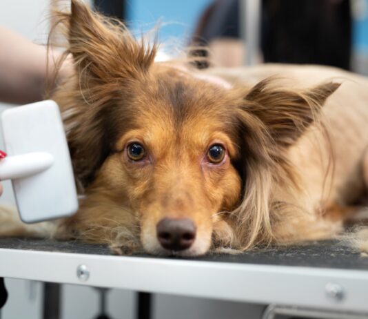 Majdnem félmillió KATA-s van az országban kata, vallalkozas, ado, foglalkoztatas