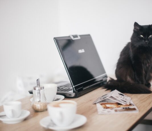 Kitartás és akarat: ezt tanulhatjuk a macskáktól munkavállalóként macska, onismeret, teljesitmeny, munka