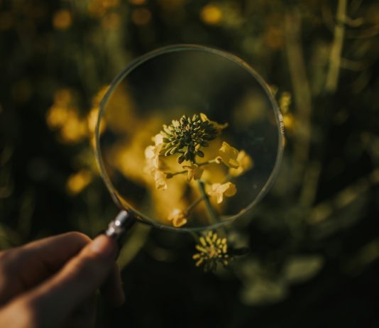 Az Oroszlán ma különösen figyeljen a részletekre! horoszkop_ezoteria_karrier_oroszlan