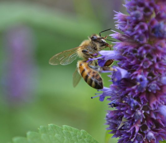 A Rák dolgozzon keményen, ne szundítson el! horoszkop_ezoteria_karrier_rak