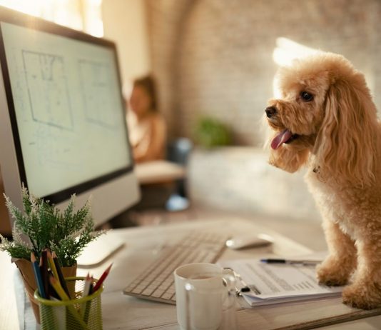 Kutyabarát: Erre a pécsi munkahelyre már a házi kedvenced is magaddal viheted kutyabarát, pécs, munkahely, iroda