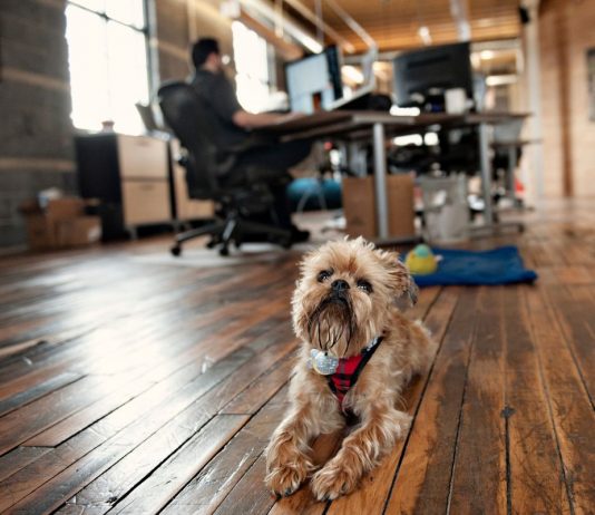 De miért is olyan jó a kutya a munkahalyen? kutya, kutyabarát, munkahely