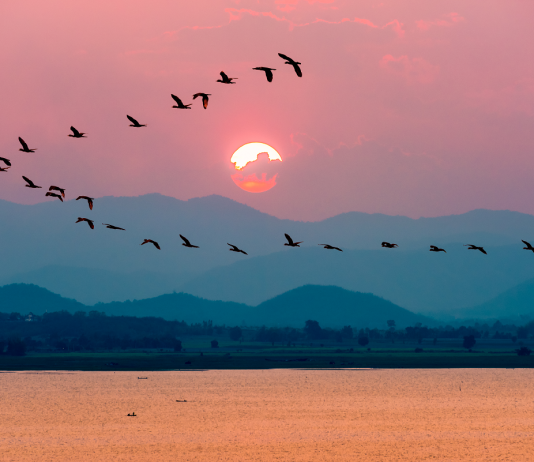 Az Oroszlán tárja ki szárnyait! karrier, horoszkóp, ezoteria, oroszlan