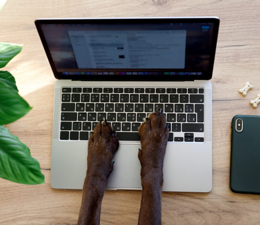 Kutyabarát iroda: Így kerüld el a konfliktusokat kutyabarat-iroda-munkahely-szabalyok